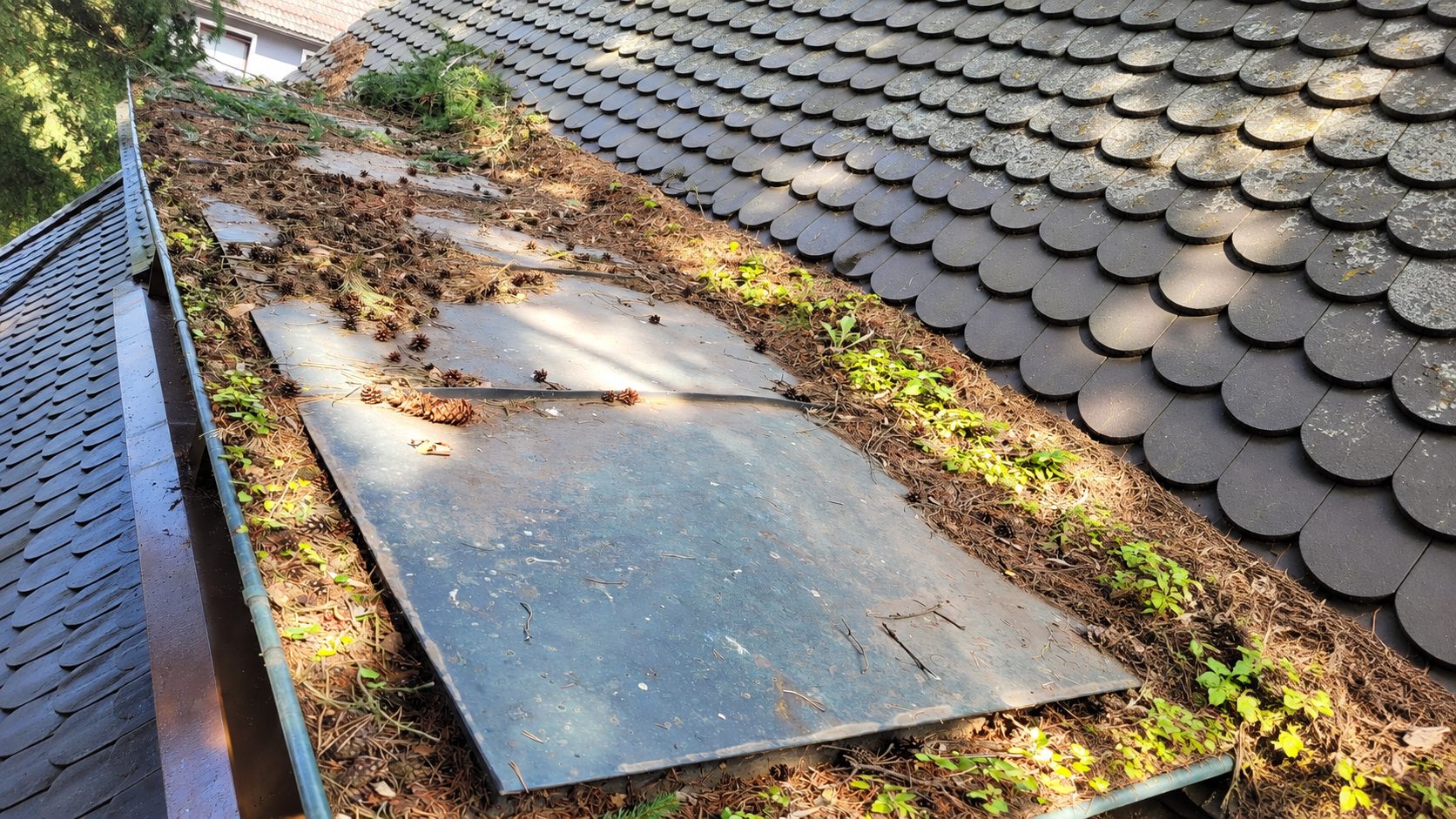 Vor der Reinigung: die Blechkehle zwischen zwei Dachflächen ist mit Kiefernnadeln, Zapfen und aufgewachsenen Pflanzen zugesetzt, die Rinne ebenfalls